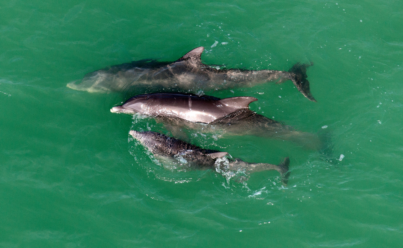 family of dolphins